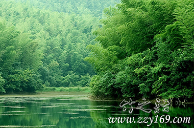 領(lǐng)悟竹之語(yǔ)丨咬定青山不放松，立根原在破巖中